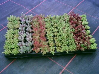 Dachbegrünung Stauden Vielseitige extensive Dachbegrünung mit robusten Stauden, robusten Stauden, nachhaltig mit Solarstrom produziert; ökologisches Gründach mit trockenheitsverträglichen Pflanzen für klimafreundliche Dachflächen.