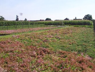 Sedumsprossen‑Produktion Frische Sedumsprossen in nachhaltiger Produktion, dicht wachsend und ideal für extensive Dachbegrünung; regional kultiviert und ressourcenschonend hergestellt.