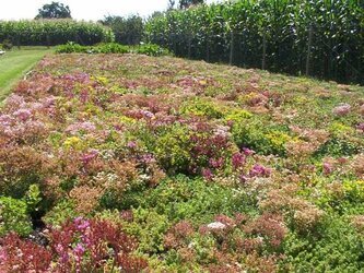 Sedumfeld zur Sedumsprossen Produktion Blühende Sedumpflanzen vin verschiedenen Sorten