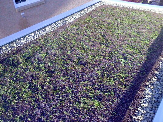 Dachbegrünungsschichten von der Abdichtung bis zur Vegetation für sicheren, nachhaltigen Dachaufbau.