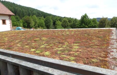 Sedumdach als pflegeleichte extensive Begrünung: robuste Sedum-Arten, hohe Widerstandsfähigkeit, geringes Gewicht und optimale Lösung für Flach- und Garagendächer.