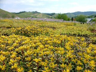 Dachbegrünung mit staatlichen Fördermitteln: finanzielle Unterstützung für ökologische und klimaaktive Dachflächen.