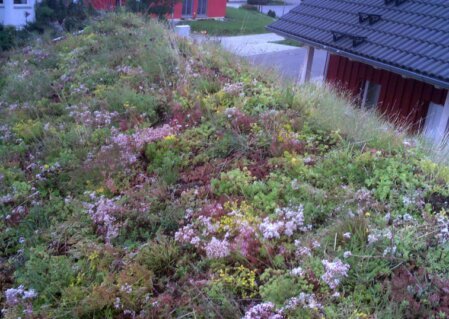 Für eine Schrägdachbegrünung müssen bestimmte Voraussetzungen erfüllt sein, damit das System sicher realisiert werden kann. Eine individuelle Beratung ist hierbei unerlässlich, um sicherzustellen, dass die Begrünung dauerhaft funktioniert und ihre volle Funktionsfähigkeit behält. Grundsätzlich gilt: Je steiler das Dach, desto höher der technische Aufwand und desto sorgfältiger müssen Aufbau, Materialwahl und Sicherung geplant werden.