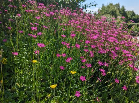 Retentions‑Dachbegrünung mit speziellem Wasserspeicheraufbau und robusten Pflanzen; nachhaltige Lösung zur Regenrückhaltung, Entlastung der Kanalisation und Verbesserung des Mikroklimas.