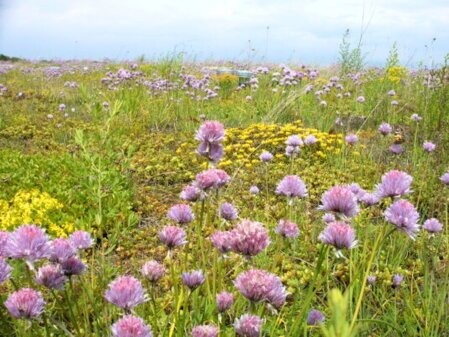 Ökologische und wirtschaftliche Vorteile der Dachbegrünung: Kühlung, Lärmschutz und verlängerte Lebensdauer des Daches.