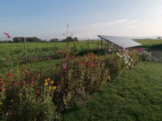 Produktion mit Solarstrom Nachhaltige Produktion von Dachbegrünung mit 100 % Solarstrom; ressourcenschonende, regional hergestellte Sedum‑ und Staudenpflanzen für ökologische Gründachsysteme.